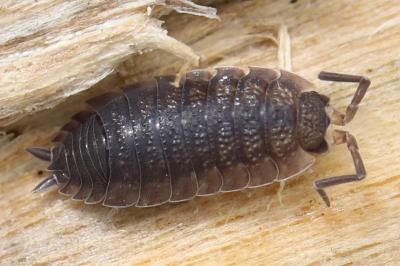 <i>Porcellio scaber</i>