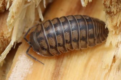Armadillidium nasatum