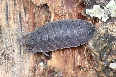 <i>Porcellio scaber</i>