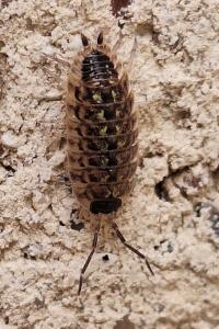 <i>Porcellio spinicornis</i>
