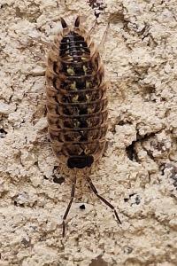 <i>Porcellio spinicornis</i>