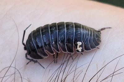 <i>Armadillidium nasatum</i>