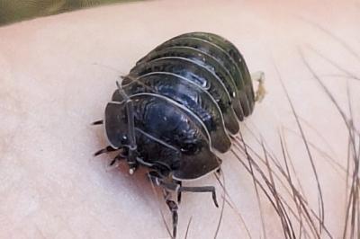 <i>Armadillidium nasatum</i>