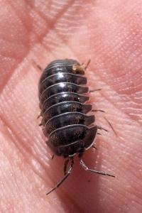 <i>Armadillidium nasatum</i>