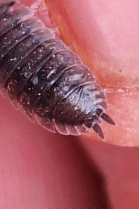 <i>Porcellio scaber</i>