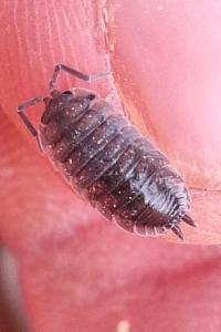 <i>Porcellio scaber</i>