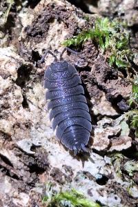 <i>Porcellio scaber</i>