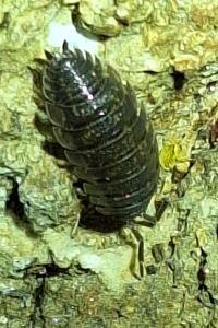 <i>Porcellio scaber</i>