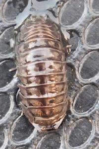<i>Armadillidium nasatum</i>