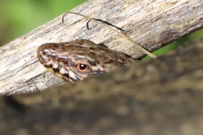 Lézard des murailles 