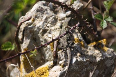 Lézard des murailles 