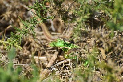 Lacerta agilis