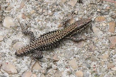 Lézard des murailles 