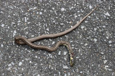 Zamenis longissimus