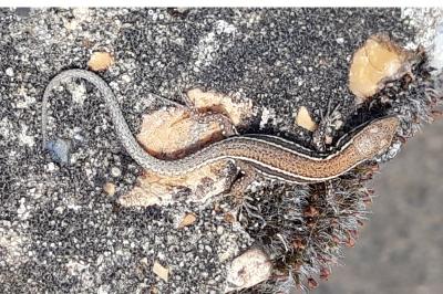 Lézard des murailles 