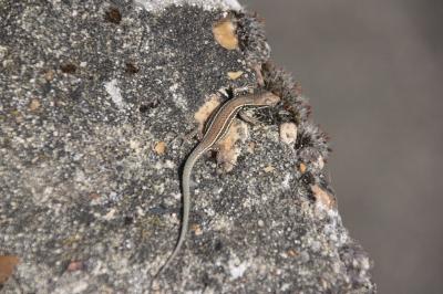 Lézard des murailles 