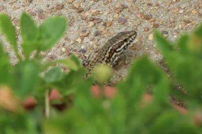 Lézard des murailles 
