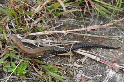 Lézard vivipare 