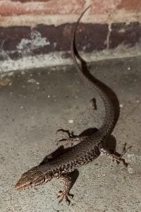 Lézard des murailles 