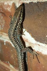 Lézard des murailles 