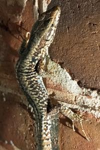 Lézard des murailles 