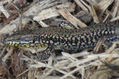 Lézard des murailles 