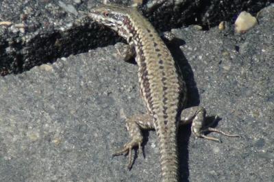 Lézard des murailles 