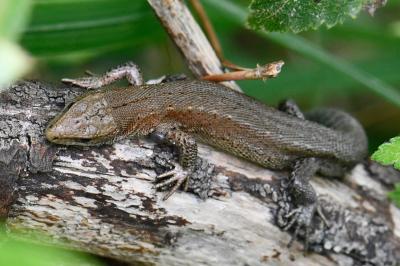 Lézard vivipare 