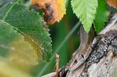 Lézard vivipare 