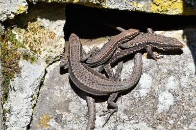 Lézard des murailles 