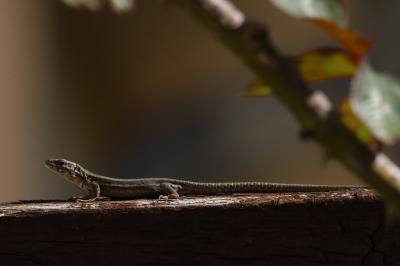 Lézard des murailles 