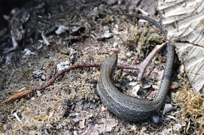 Lézard vivipare 