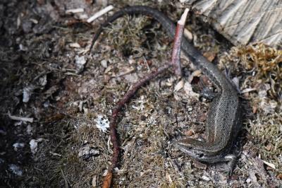 Lézard vivipare 