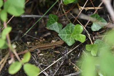Lézard vivipare 
