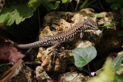 Lézard des murailles 