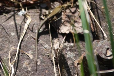 Lézard des murailles 