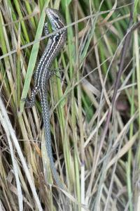 Lézard des murailles 