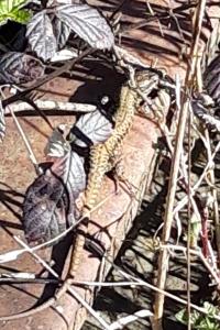 Lézard des murailles 