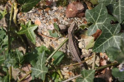 Lézard des murailles 