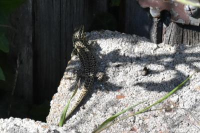 Lézard des murailles 