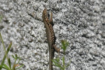 Lézard des murailles 