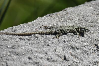 Lézard des murailles 