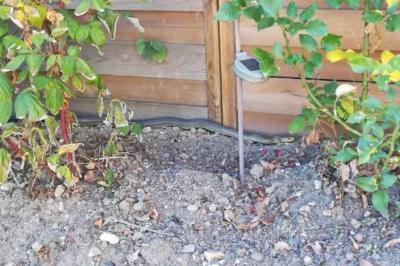 Couleuvre d'Esculape 