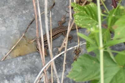 Lézard des murailles 