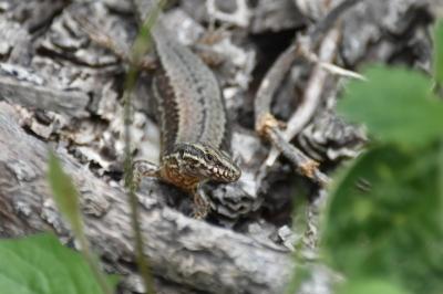 Lézard des murailles 