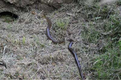 Zamenis longissimus