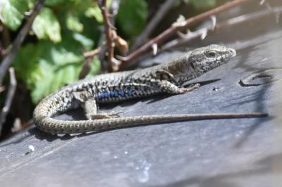 Lézard des murailles 