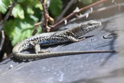 Lézard des murailles 