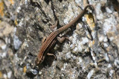 Lézard des murailles 