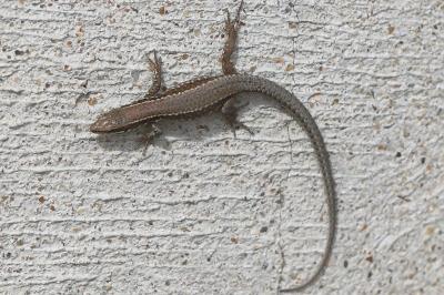 Lézard des murailles 